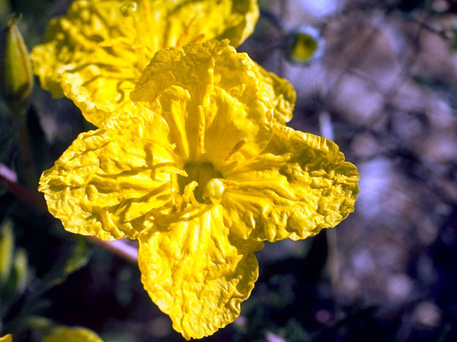 Calylophus hartwegii ssp. hartwegii (Hartweg's sundrops) #15620