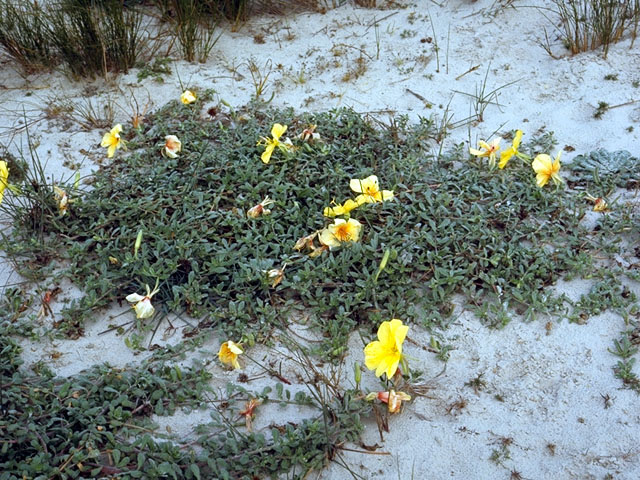 Oenothera drummondii (Beach evening-primrose) #15628