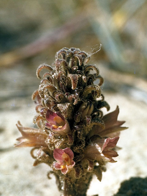 Orobanche ludoviciana (Louisiana broomrape) #15633