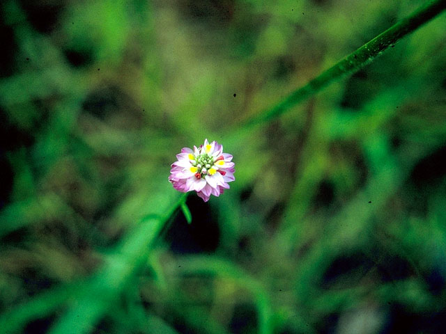 Polygala mariana (Maryland milkwort) #15648