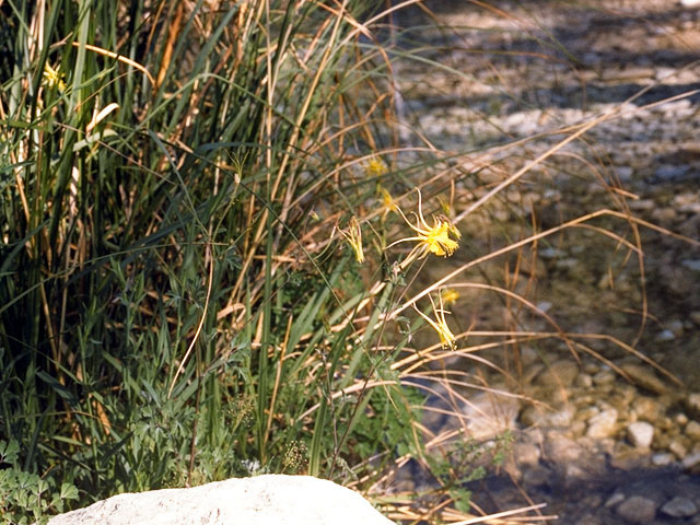 Aquilegia chrysantha var. chaplinei (Chaplin's yellow columbine) #15687