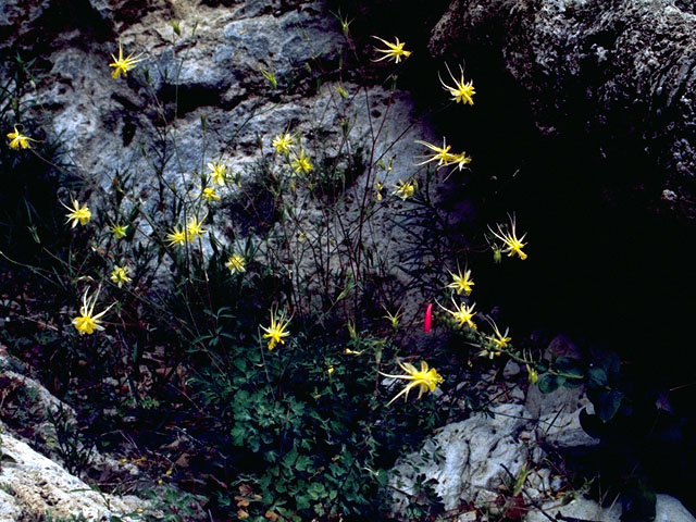 Aquilegia chrysantha var. chaplinei (Chaplin's yellow columbine) #15688