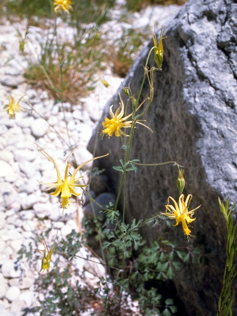 Aquilegia chrysantha var. chaplinei (Chaplin's yellow columbine) #15689