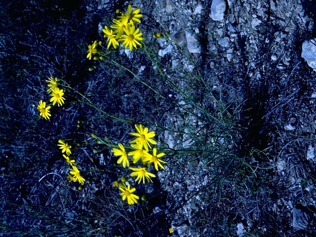 Croptilon divaricatum (Slender scratchdaisy) #15736