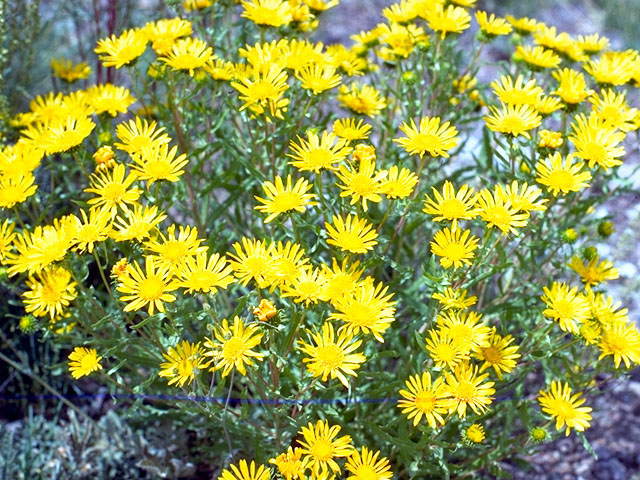 Erigeron linearis (Desert yellow fleabane) #15761