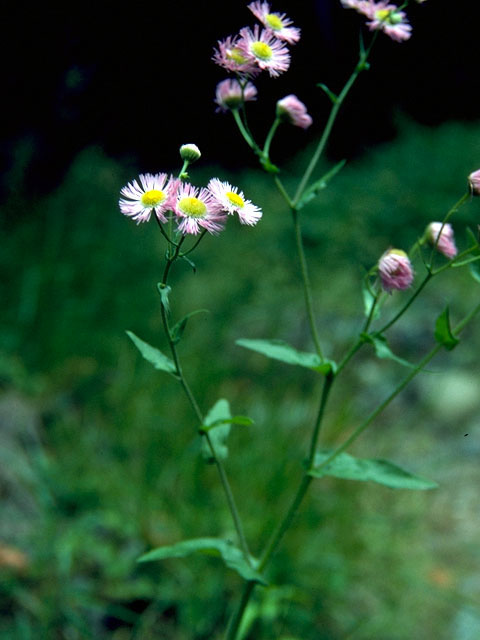 Erigeron philadelphicus (Philadelphia fleabane) #15763