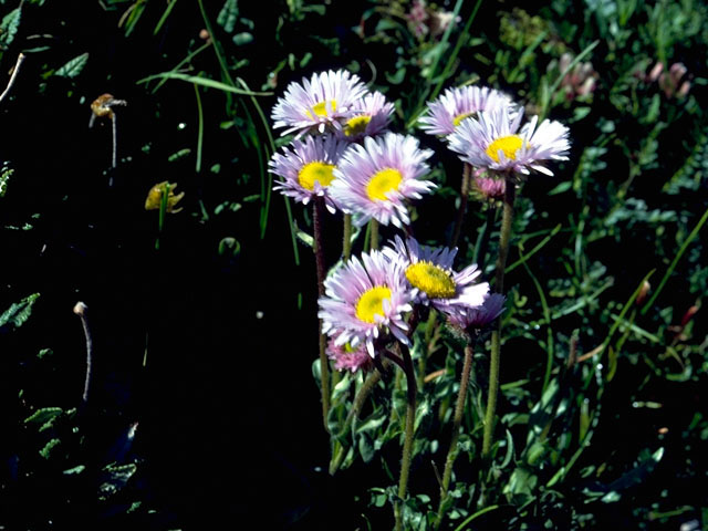 Erigeron peregrinus (Subalpine fleabane) #15765