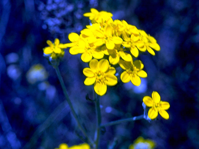 Eriophyllum stoechadifolium (Seaside woolly sunflower) #15766