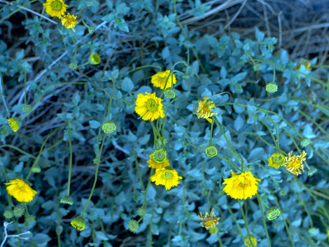 Encelia virginensis (Virgin river brittlebush) #15768