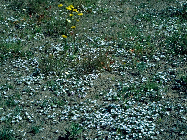 Monoptilon bellioides (Mojave desertstar) #15814