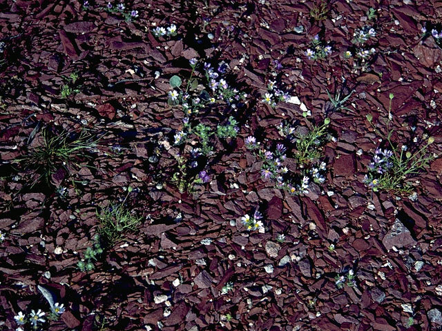 Monoptilon bellioides (Mojave desertstar) #15815