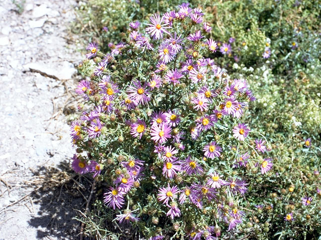 Machaeranthera canescens (Hoary tansyaster) #15819