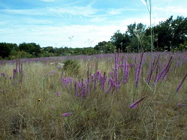 Liatris punctata var. mucronata (Texas gayfeather) #15832