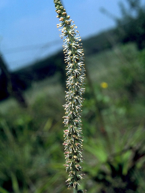 Schoenocaulon drummondii (Green feathershank) #15941