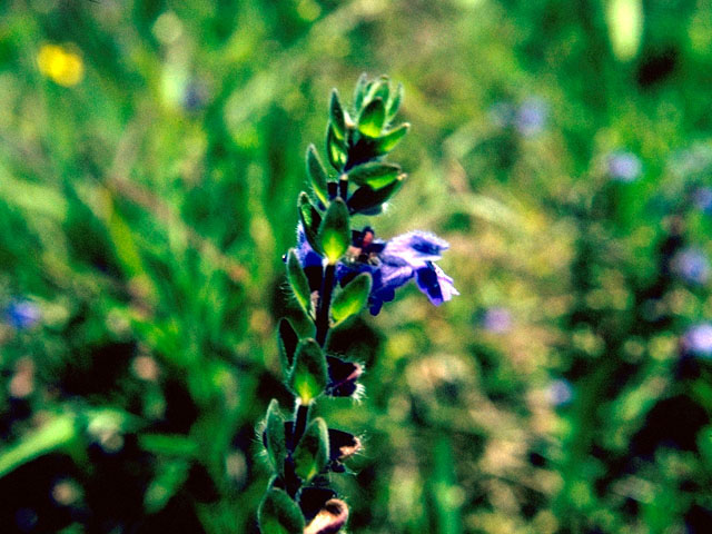 Scutellaria drummondii (Drummond's skullcap) #15945