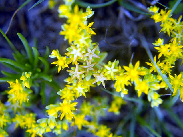 Sedum nuttallianum (Yellow stonecrop) #15953