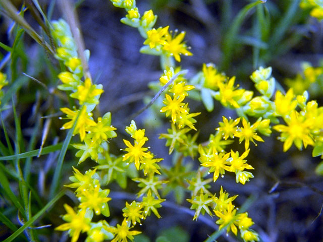 Sedum nuttallianum (Yellow stonecrop) #15954