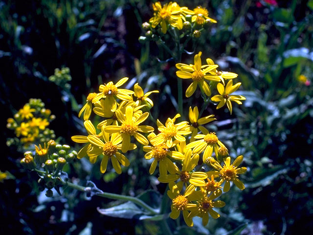 Senecio ampullaceus (Texas ragwort) #15966