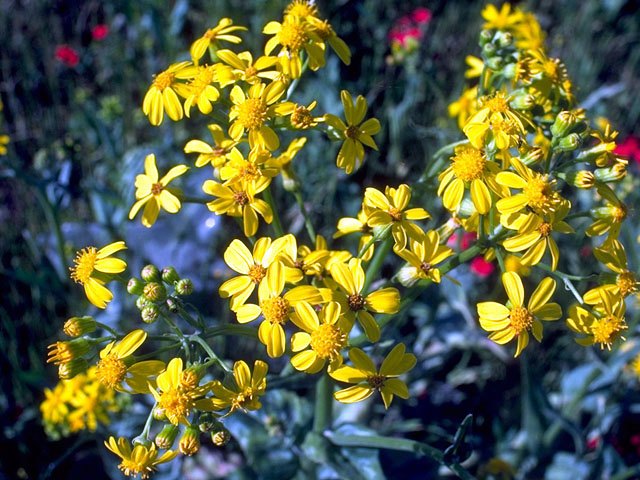 Senecio ampullaceus (Texas ragwort) #15967