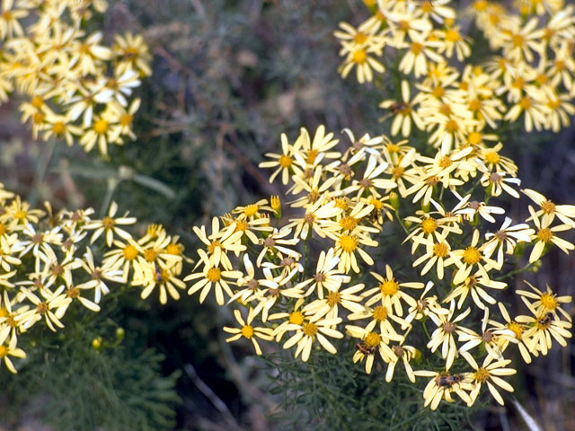 Senecio flaccidus var. douglasii (Douglas's ragwort) #15969