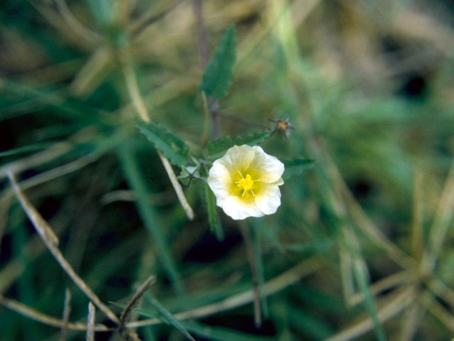 Sida abutifolia (Spreading fanpetals) #15983