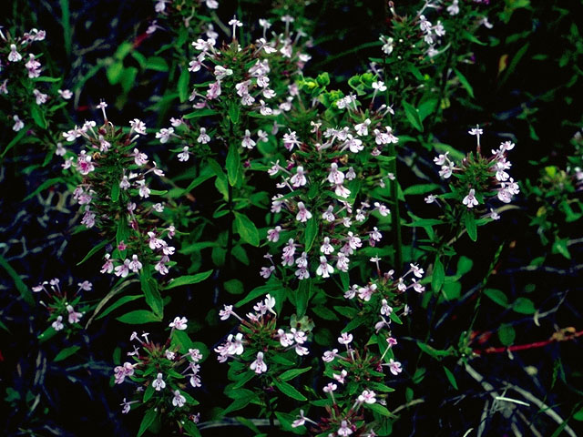 Hedeoma acinoides (Slender false pennyroyal) #15997