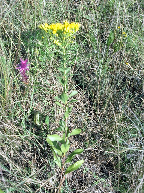 Solidago petiolaris (Downy ragged goldenrod) #16025