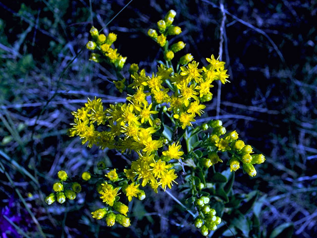 Solidago petiolaris (Downy ragged goldenrod) #16026