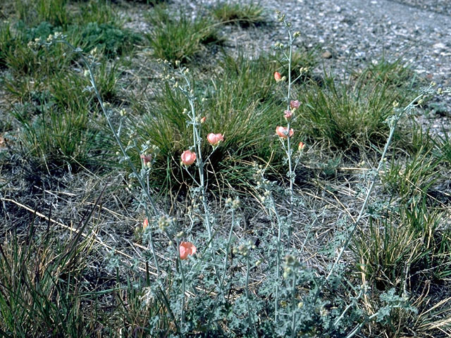 Sphaeralcea fendleri (Fendler's globemallow) #16042