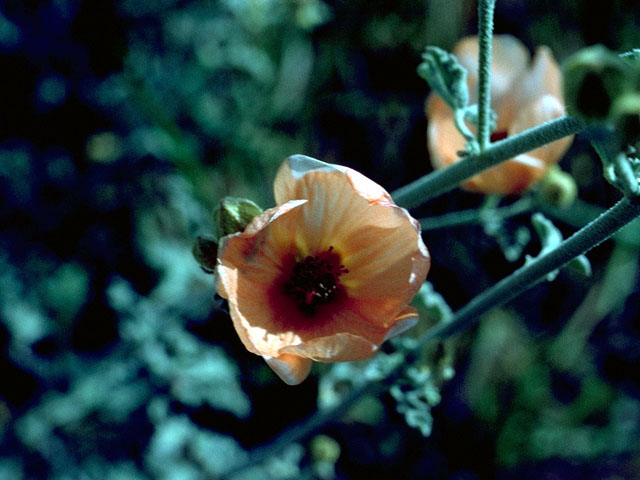 Sphaeralcea fendleri (Fendler's globemallow) #16044