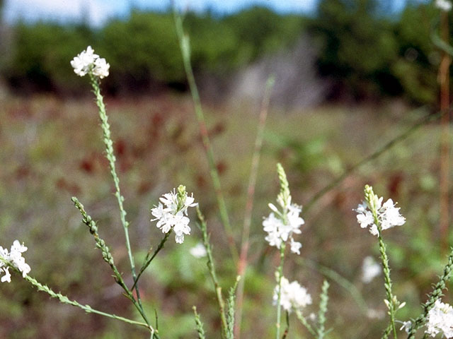 Stenosiphon linifolius (False gaura) #16057