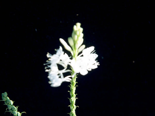 Stenosiphon linifolius (False gaura) #16058