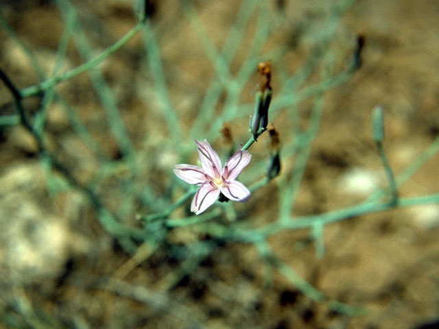 Stephanomeria pauciflora (Brownplume wirelettuce) #16061