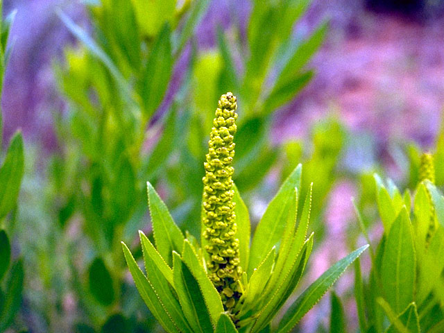 Stillingia sylvatica (Queen's-delight) #16067