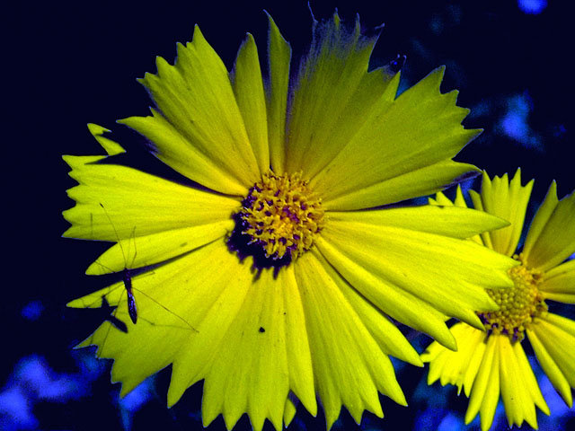 Thelesperma flavodiscum (East texas greenthread) #16086