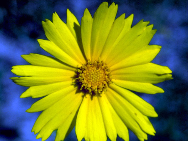 Thelesperma flavodiscum (East texas greenthread) #16087