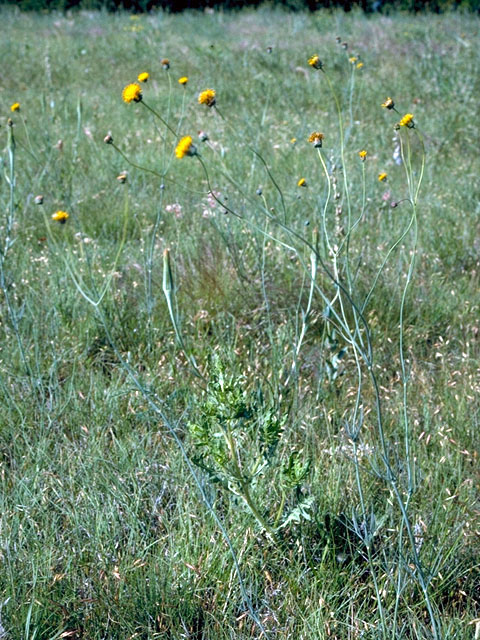 Thelesperma megapotamicum (Hopi tea greenthread) #16088