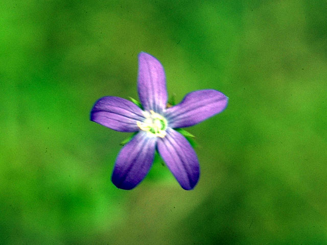 Triodanis biflora (Small venus' looking-glass) #16130