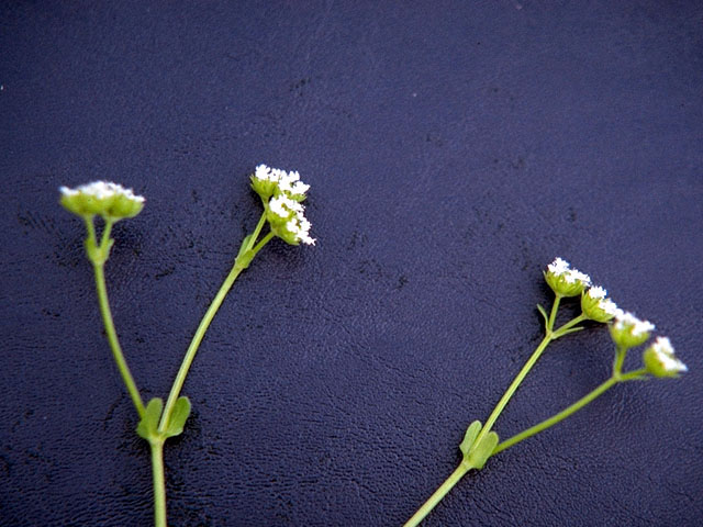 Valerianella radiata (Beaked cornsalad) #16139