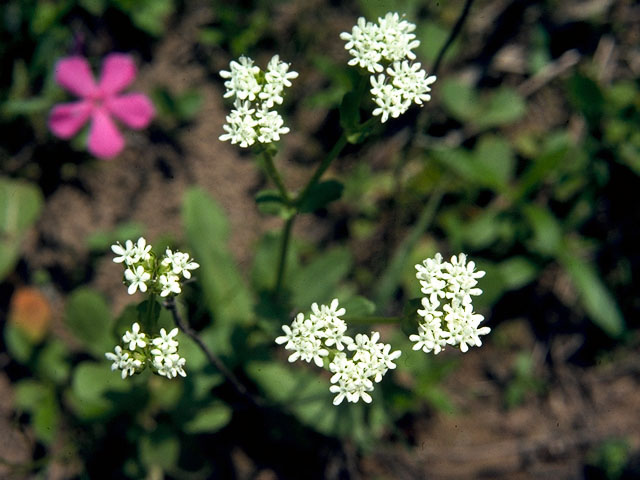 Valerianella radiata (Beaked cornsalad) #16141