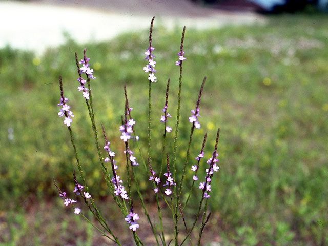 Verbena halei (Texas vervain) #16157