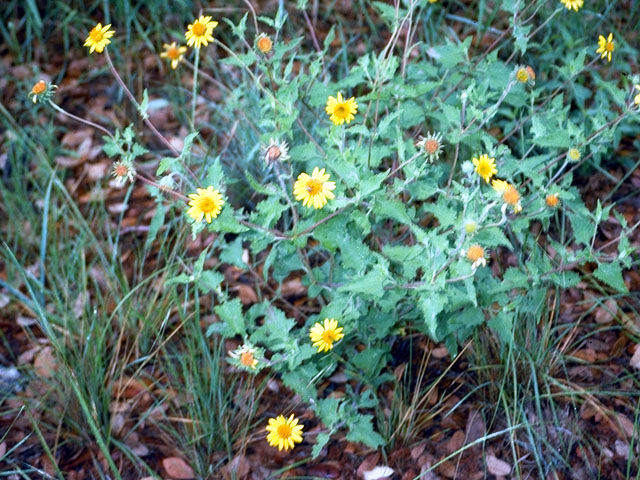 Wedelia acapulcensis var. hispida (Zexmenia) #16226