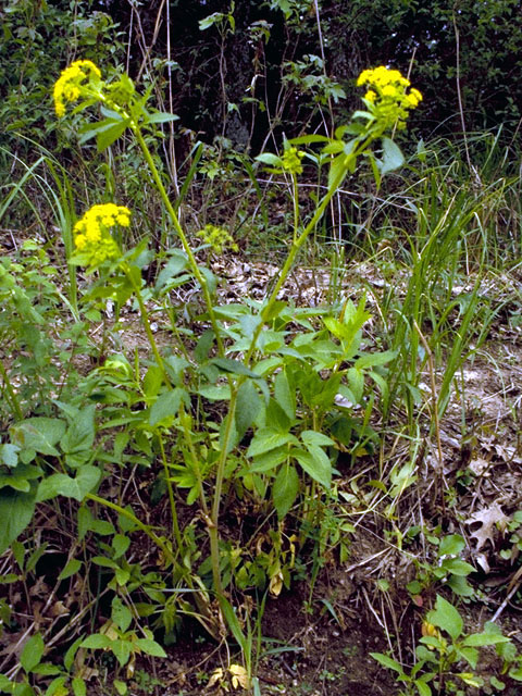 Zizia aurea (Golden zizia) #16231