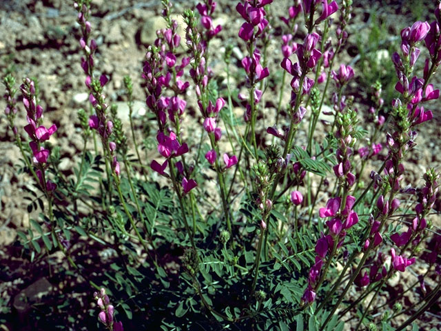 Lathyrus pauciflorus (Steppe sweetpea) #16234