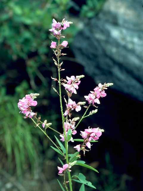 Desmodium psilophyllum (Simpleleaf ticktrefoil) #16241