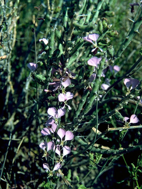 Streptanthus cutleri (Cutler's jewelflower) #16269