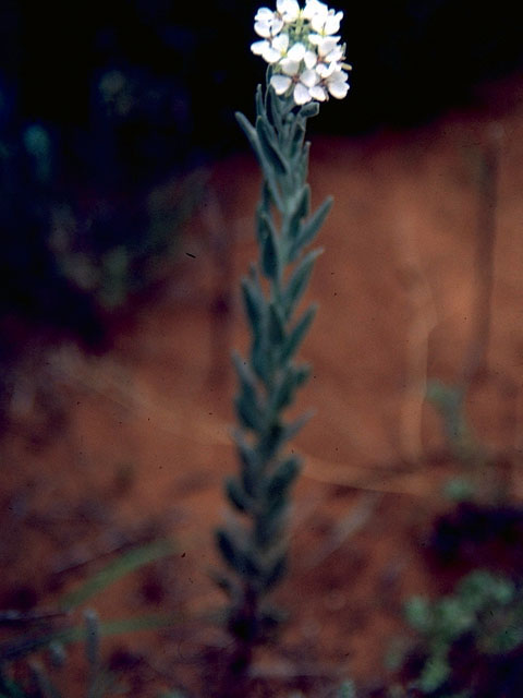 Arabis hirsuta (Hairy rockcress) #16271