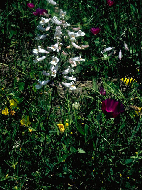 Penstemon laxiflorus (Nodding penstemon) #16296