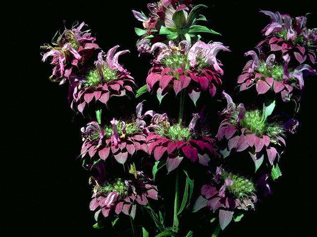 Monarda citriodora (Lemon beebalm) #16299