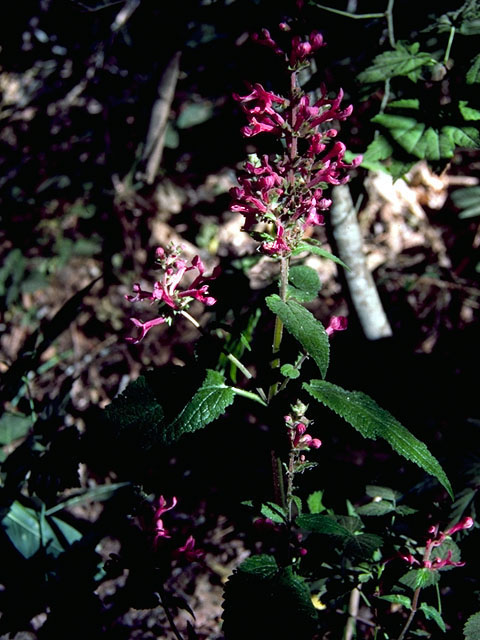 Stachys chamissonis (Coastal hedgenettle) #16314